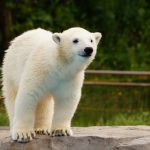 旭山動物園の駐車場どこが近い?無料で停めるポイントと有料の罠とは