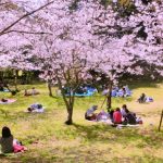 五稜郭の花見でジンギスカンが食べたい!レンタルの内容と予約について