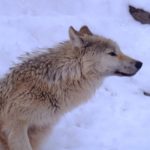 旭山動物園の冬期開園中の服装や靴 12月1月2月3月の気温はどれくらい?