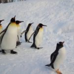 旭山動物園に冬行くときの攻略ポイントや混雑予想 効率的な回り方は?