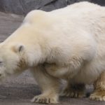旭山動物園の雪あかりの動物園 営業期間や見どころとバスでの行き方は?